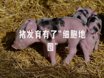 猪发育有了“细胞地图”