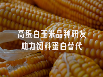 高蛋白玉米品种研发助力饲料蛋白替代