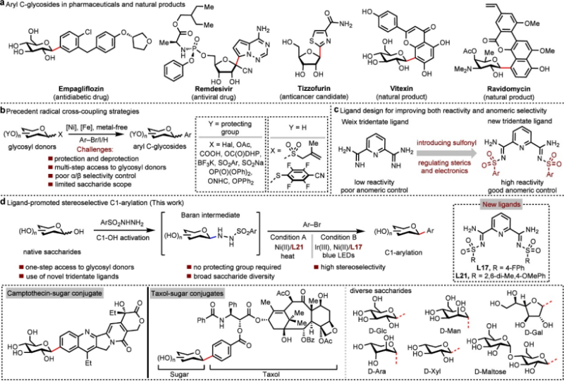 上海交通大学樊洲龙/张翱课题组与华东师大陈示洁团队JACS:配体促进镍催化实现天然糖的立体选择性C1位芳基化