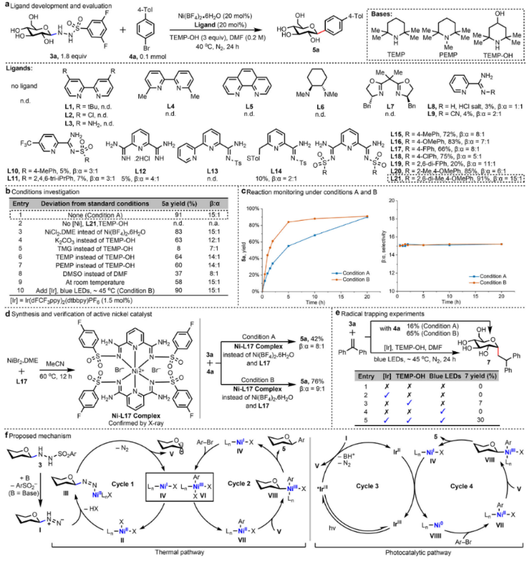 上海交通大学樊洲龙/张翱课题组与华东师大陈示洁团队JACS:配体促进镍催化实现天然糖的立体选择性C1位芳基化