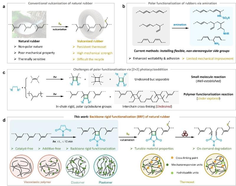 上海交大变革性分子前沿科学中心唐山团队利用主链刚性功能化策略实现天然橡胶性能跃升
