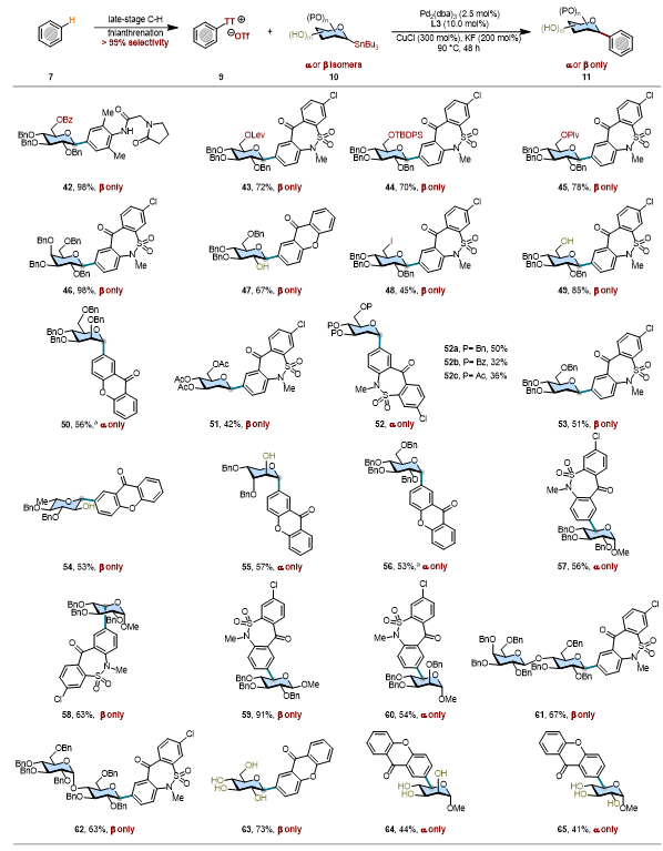 上海交大变革性分子前沿科学中心朱峰团队实现立体保持且区域选择性可控的后期C–H糖基化
