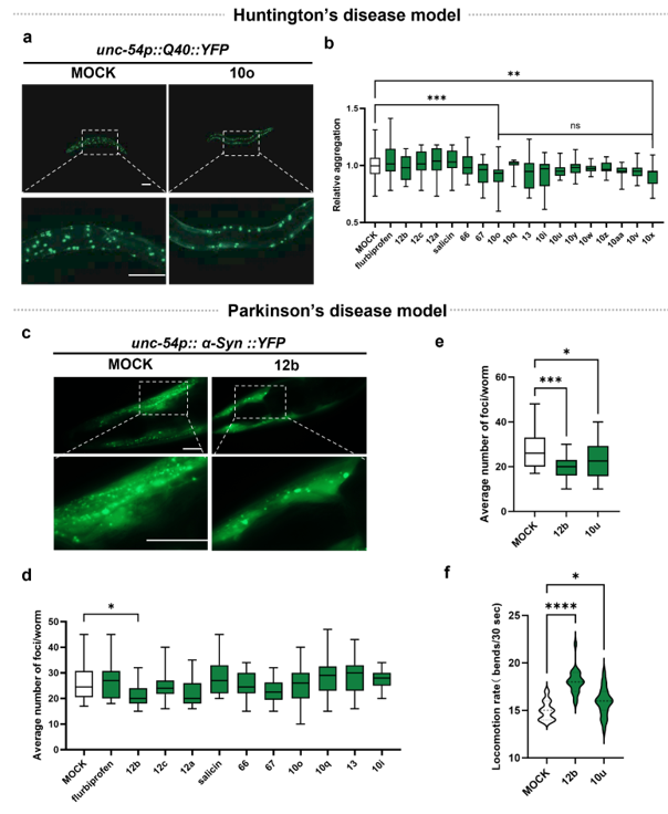 上海交大变革性分子前沿科学中心朱峰团队实现立体保持且区域选择性可控的后期C–H糖基化