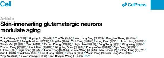 上海交大王宏林团队Cell发文揭示谷氨酸能神经调控皮肤衰老的创新机制