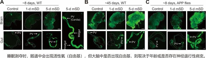 上海交大Bio-X研究院平勇与合作者研究发现睡眠剥夺通过线粒体反向电子传递致肠-脑氧化应激