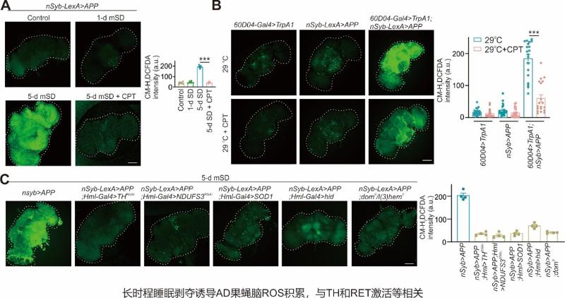 上海交大Bio-X研究院平勇与合作者研究发现睡眠剥夺通过线粒体反向电子传递致肠-脑氧化应激