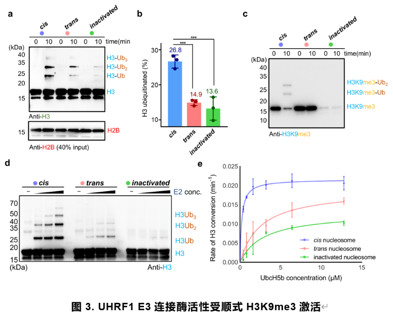 上海交大艾华松课题组JACS:化学合成不对称核小体揭示H3K9me3对UHRF1 E3 泛素连接酶的顺式激活机制