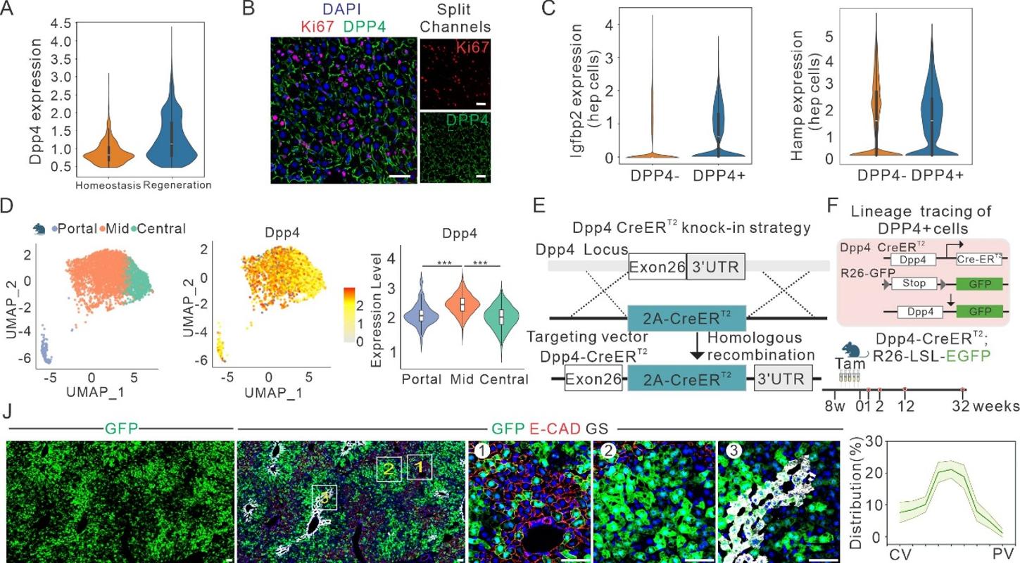 西安交大一附院王胜鹏、袁祖贻、张谞丰团队与合作者Science发文 首次从力学感知视角揭示器官再生全新机制