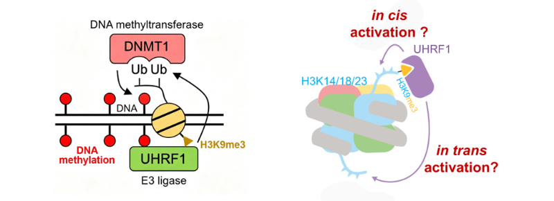 上海交大艾华松课题组JACS：化学合成不对称核小体揭示H3K9me3对UHRF1 E3 泛素连接酶的顺式激活机制