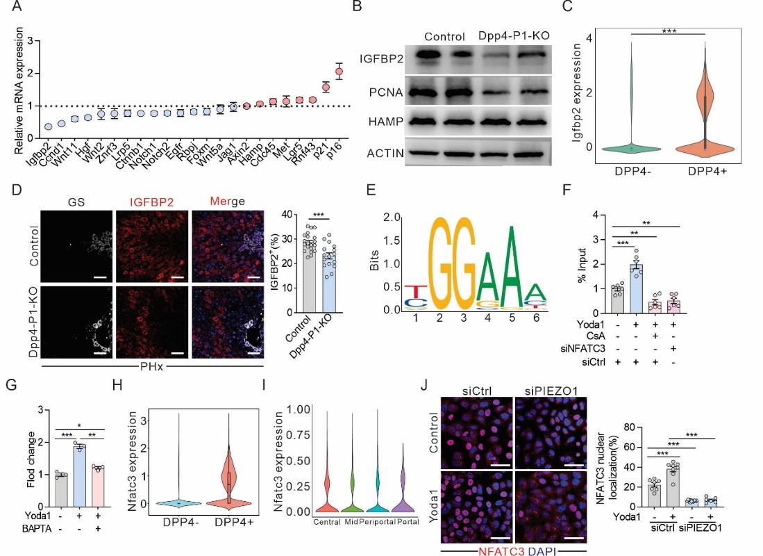 西安交大一附院王胜鹏、袁祖贻、张谞丰团队与合作者Science发文 首次从力学感知视角揭示器官再生全新机制