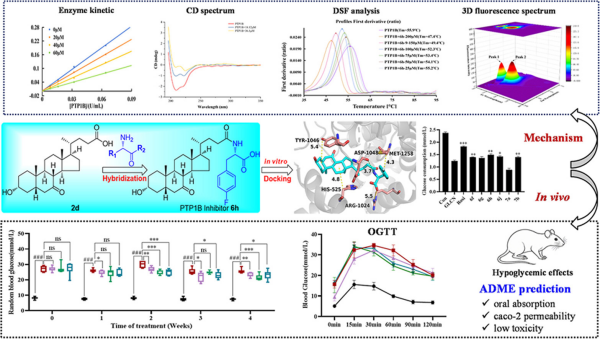研究发现胆酸衍生物可作为新型降糖先导分子