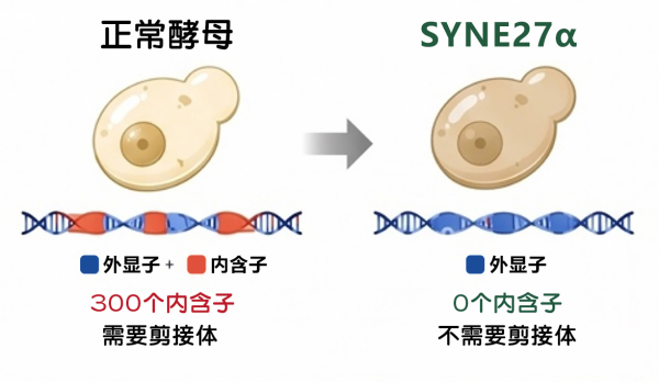 科学家创造首个“无剪接体内含子”真核细胞