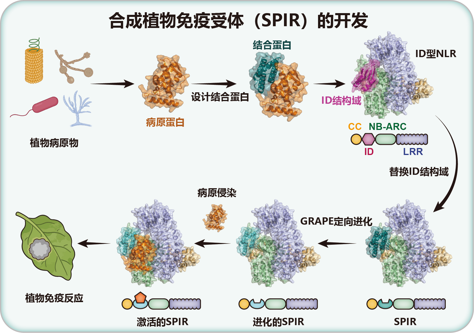 科学家建立可编程的合成植物免疫受体设计平台