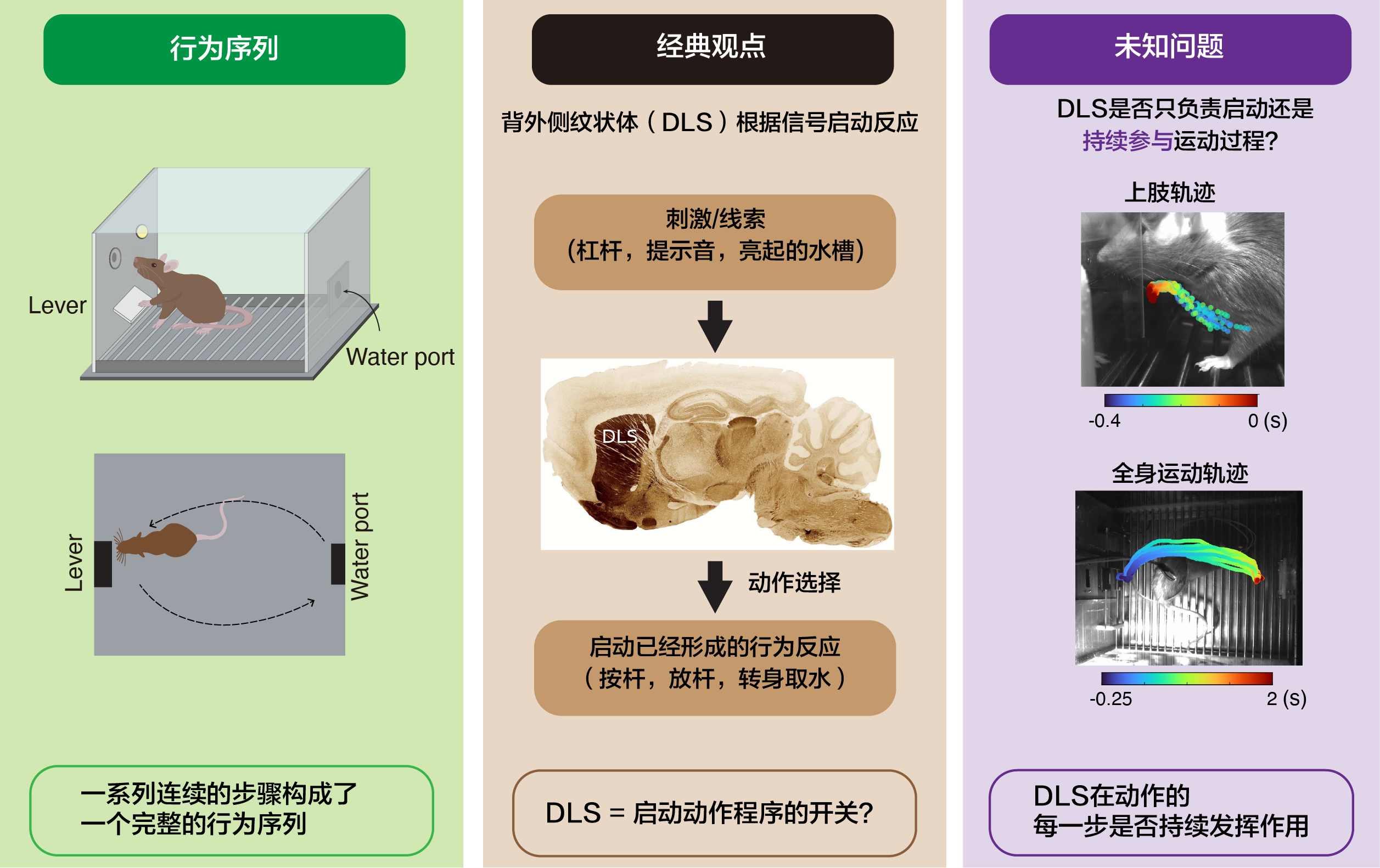 北京大学生命科学学院于佳宁课题组揭示背外侧纹状体对运动起始和执行的持续贡献：背外侧纹状体不只是运动的启动开关