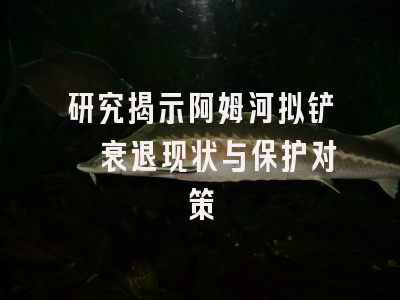 研究揭示阿姆河拟铲鲟衰退现状与保护对策