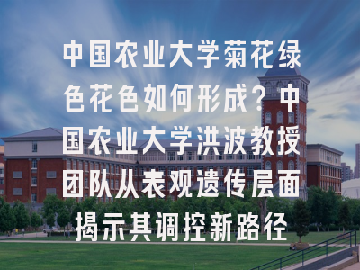 中国农业大学菊花绿色花色如何形成？中国农业大学洪波教授团队从表观遗传层面揭示其调控新路径