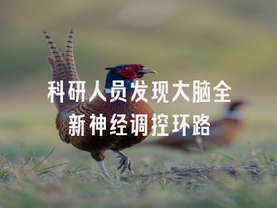 科研人员发现大脑全新神经调控环路
