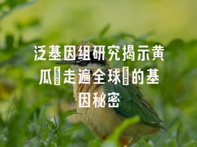 泛基因组研究揭示黄瓜”走遍全球”的基因秘密