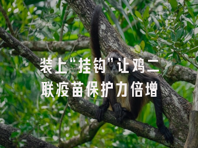 装上“挂钩”让鸡二联疫苗保护力倍增