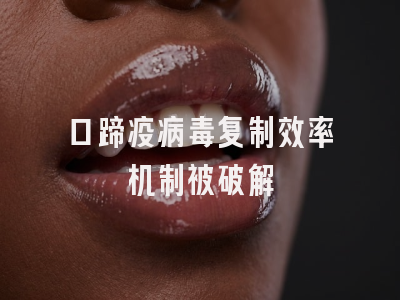 口蹄疫病毒复制效率机制被破解