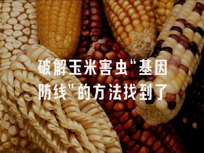 破解玉米害虫“基因防线”的方法找到了