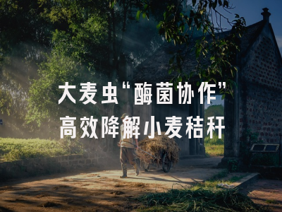 大麦虫“酶菌协作”高效降解小麦秸秆