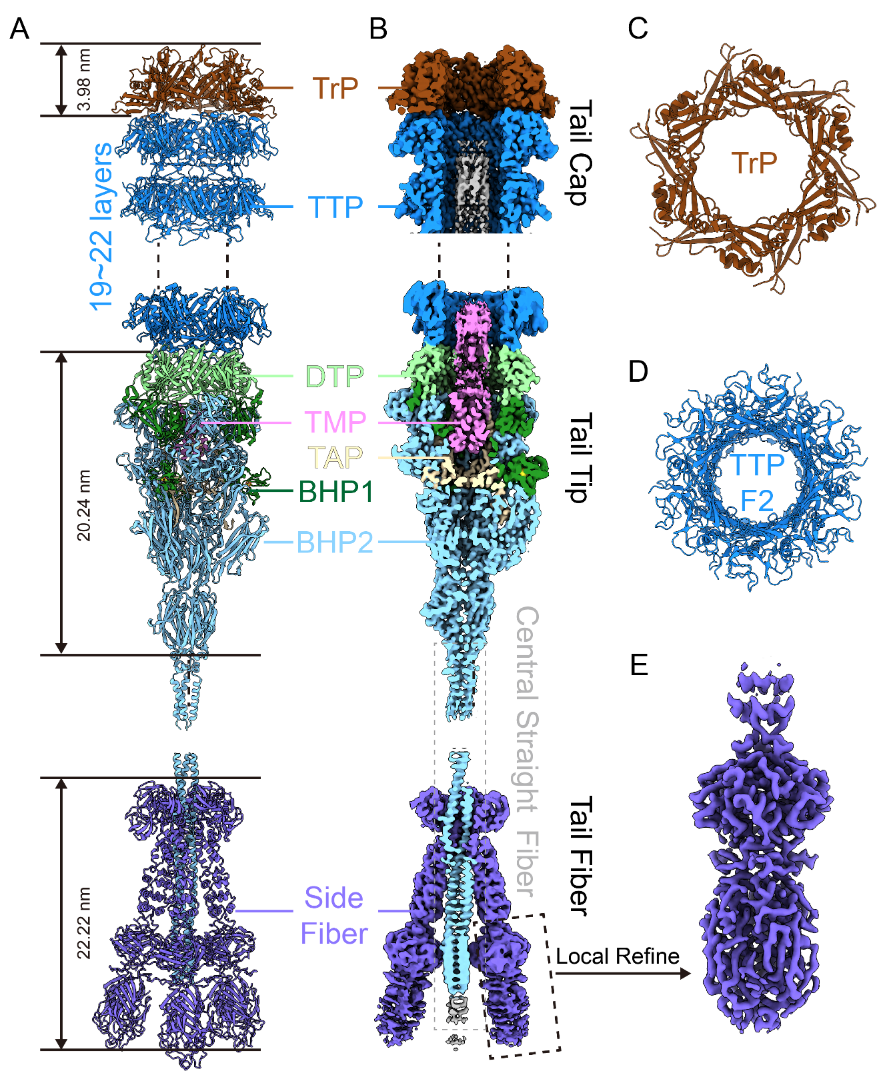 清华大学生命学院王佳伟课题组合作解析F型绿脓菌素的结构