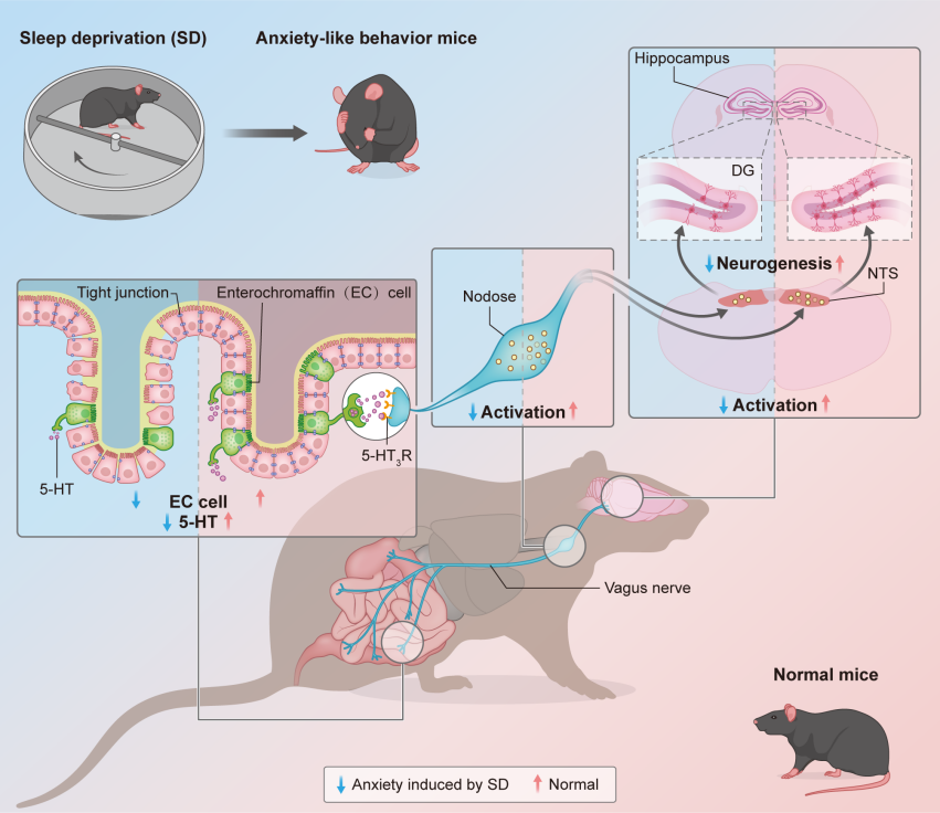 西安交大李燕教授团队在精神障碍神经机制与精准干预研究领域取得系列重要进展