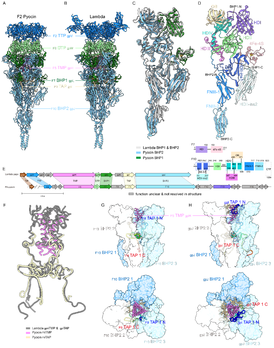 清华大学生命学院王佳伟课题组合作解析F型绿脓菌素的结构