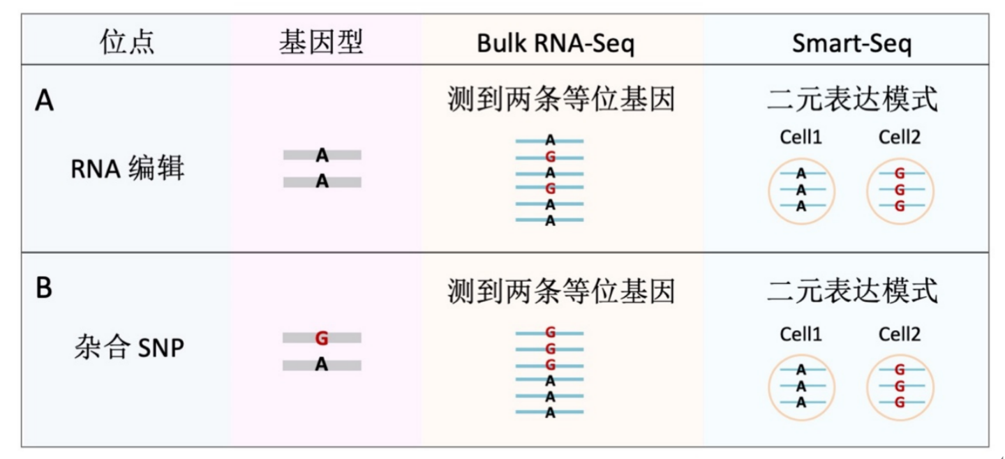 中国农业大学|植保学院彩万志/李虎/段元格团队揭示单细胞RNA编辑与SNP的二元表达模式