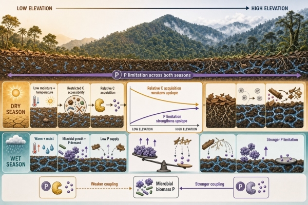 研究揭示季节变化重塑亚热带森林土壤微生物养分限制新机制