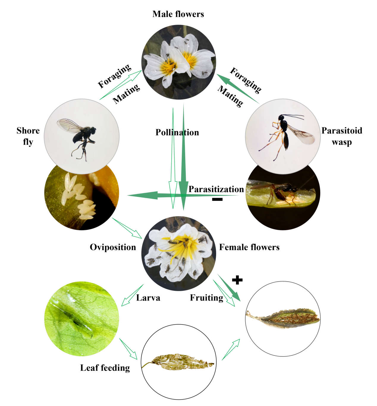 研究揭示沉水植物育幼传粉互作新机制