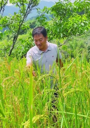 扎根深山27年,他将山坡旱地变成金色稻田