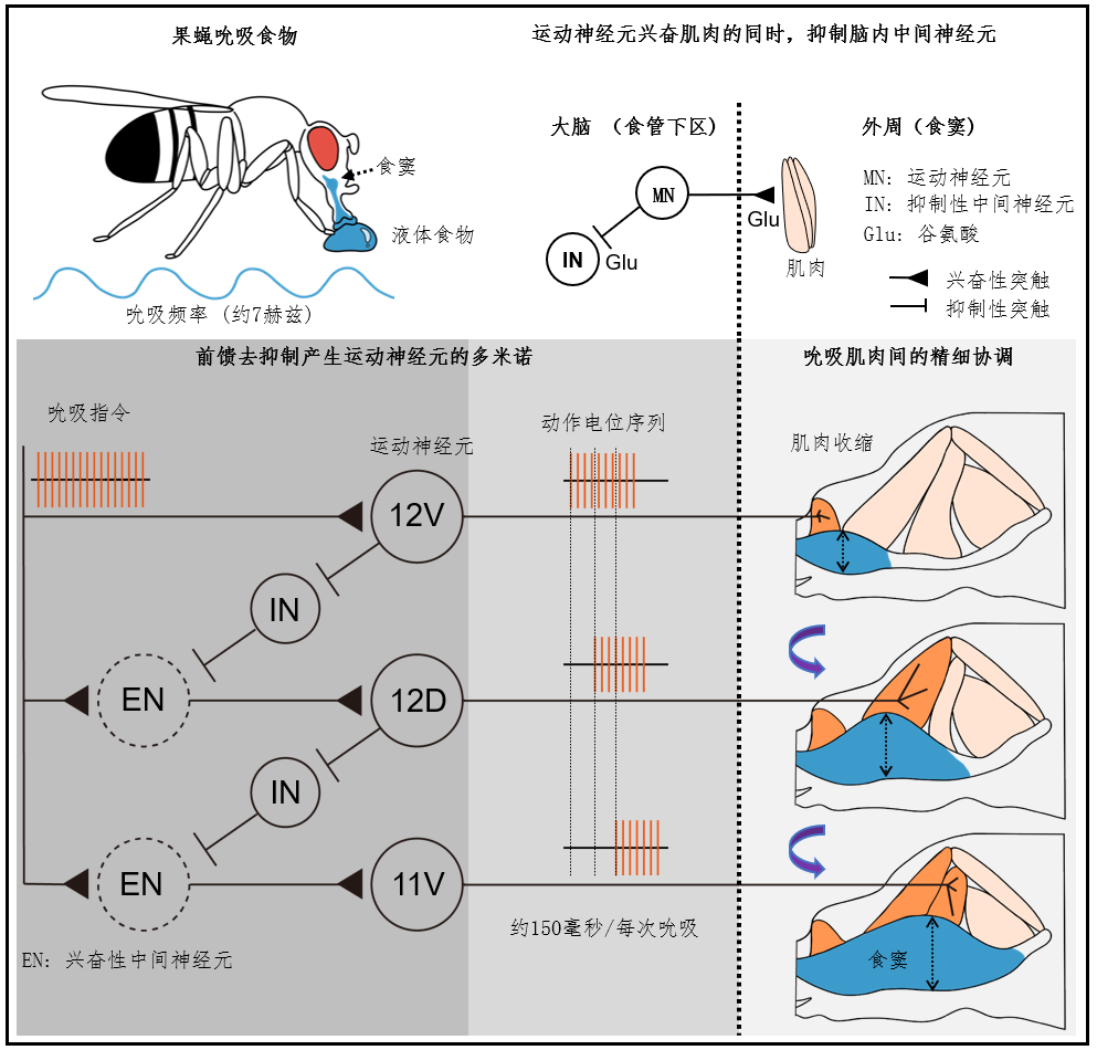 北京大学生命科学学院罗冬根团队揭示大脑毫秒级运动序列新机制,打破运动控制传统认知