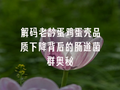 解码老龄蛋鸡蛋壳品质下降背后的肠道菌群奥秘