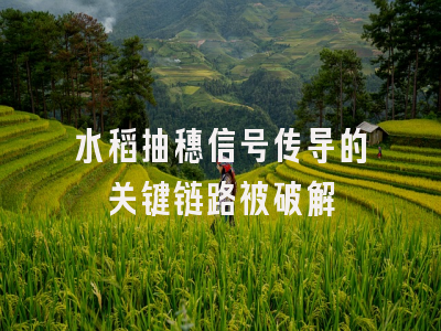 水稻抽穗信号传导的关键链路被破解