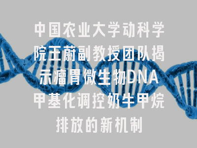 中国农业大学动科学院王蔚副教授团队揭示瘤胃微生物DNA甲基化调控奶牛甲烷排放的新机制