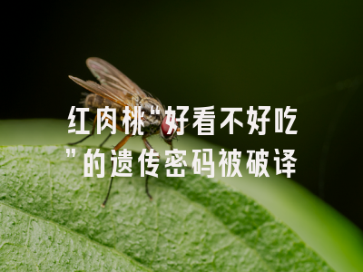 红肉桃“好看不好吃”的遗传密码被破译