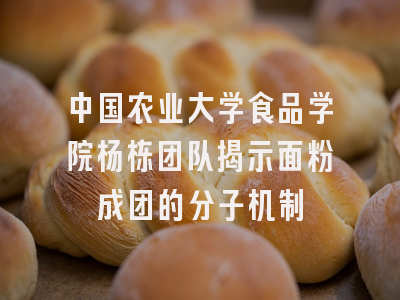 中国农业大学食品学院杨栋团队揭示面粉成团的分子机制