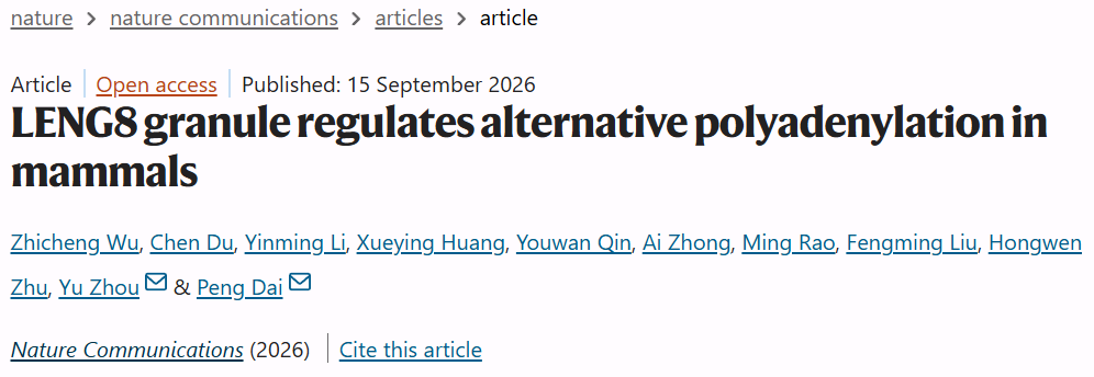 生命科学与技术学院戴鹏团队合作发现新型核内无膜细胞器LENG8 granule调控哺乳动物可变多聚腺苷酸化，成果发表于《自然·通讯》