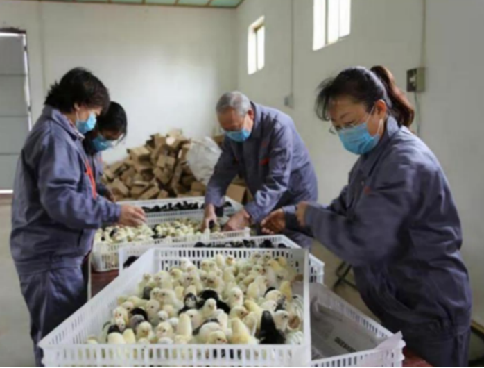 中国农业大学喜报！我国地方特色蛋鸡新品种（配套系）选育取得创新成果