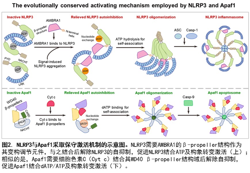北京大学生命科学学院蒋争凡课题组发现AMBRA1解除NLRP3自抑制启动炎症小体组装与活化
