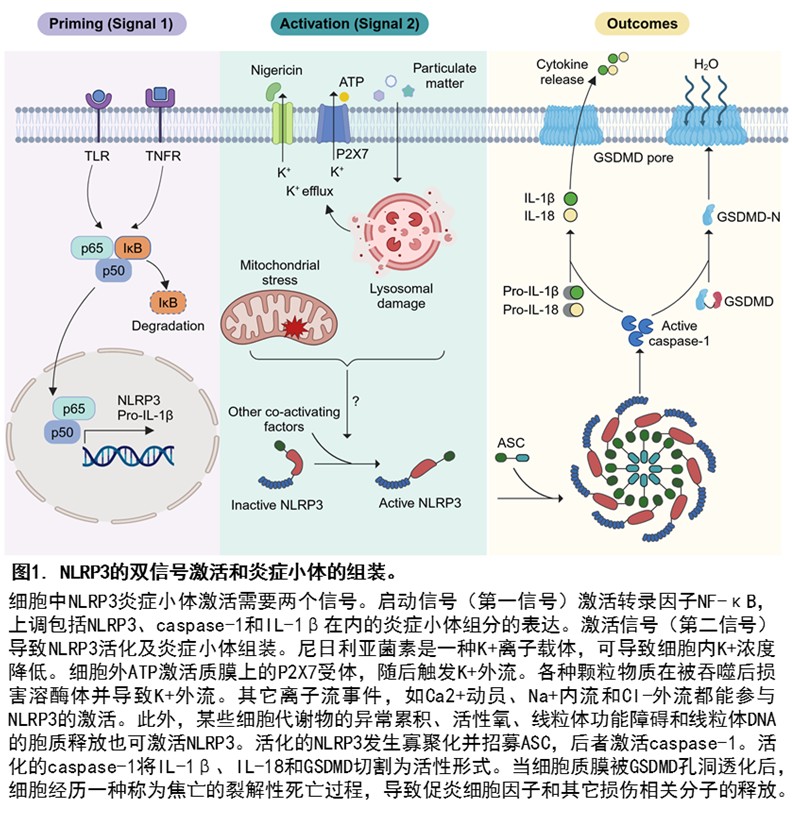 北京大学生命科学学院蒋争凡课题组发现AMBRA1解除NLRP3自抑制启动炎症小体组装与活化